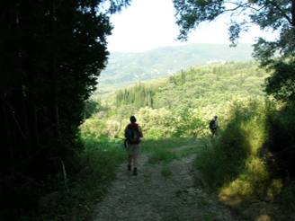 Road in olive grove